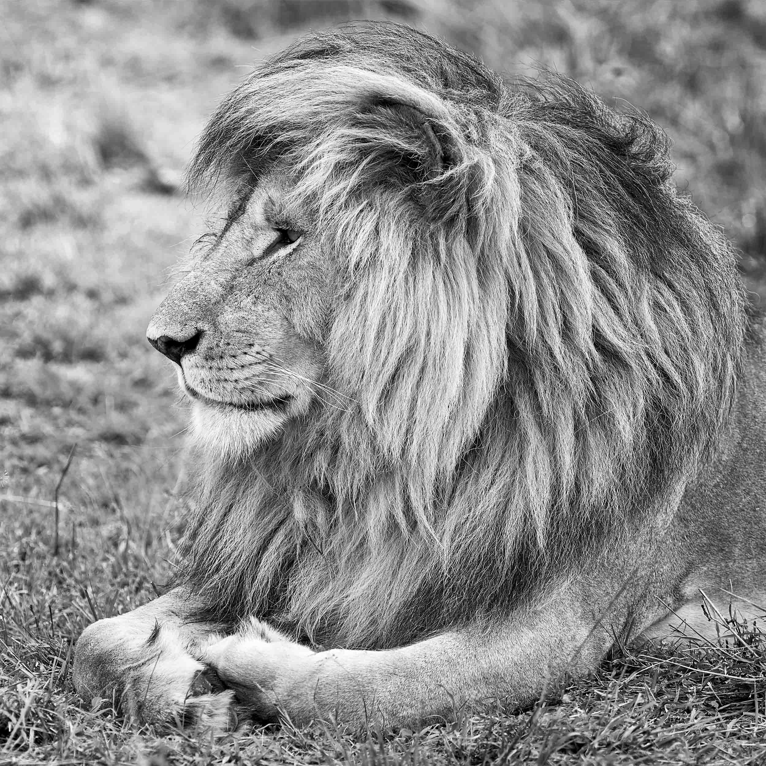 Mufasa
